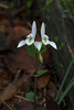 Triphora trianthophoros (Three-birds orchid)