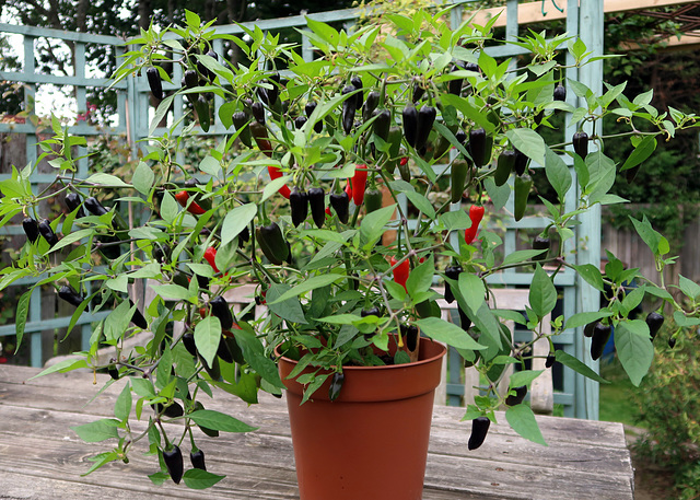 Pepper F1 "Chenzo"