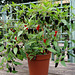 Pepper F1 "Chenzo"