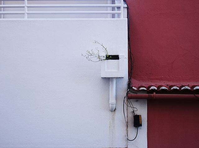 Plant in drainpipe