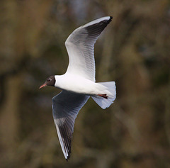 EF7A9652 Black headed Gull