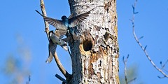 Tree swallows