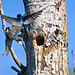 Tree swallows