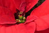 Lumineux Poinsettia...