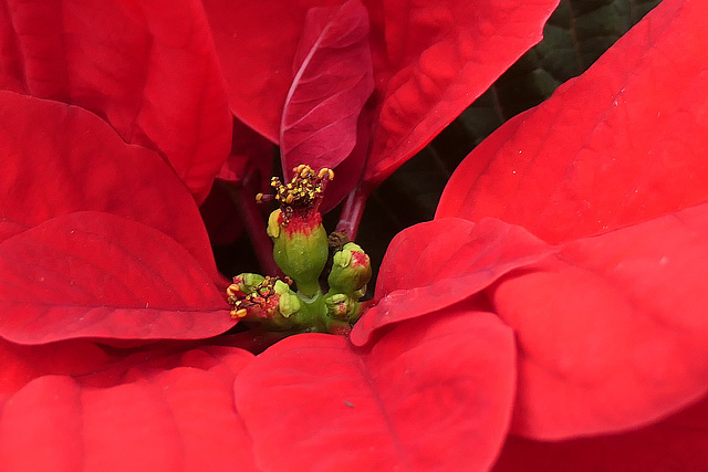 Lumineux Poinsettia...