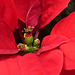 Lumineux Poinsettia...