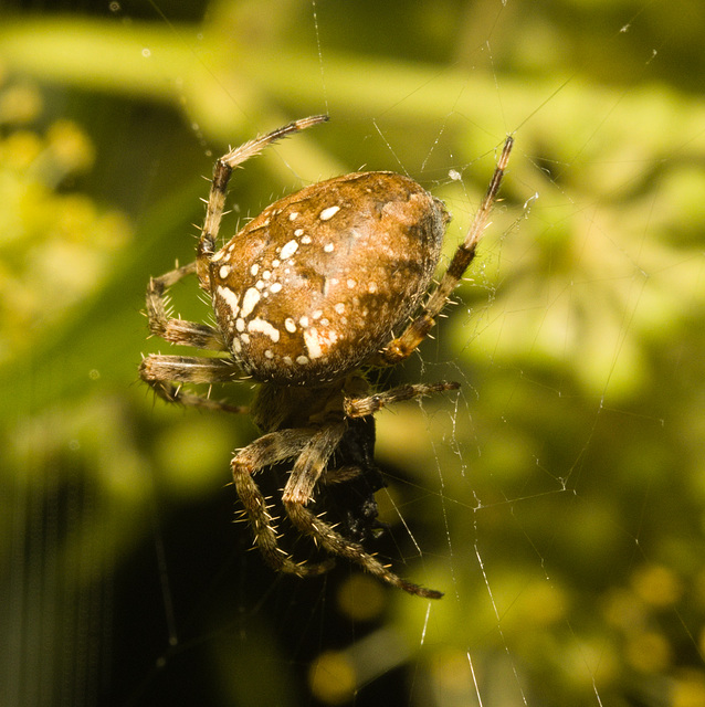 IMG 1891 Garden Spider-1