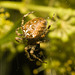 IMG 1891 Garden Spider-1