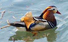 anatra mandarino  a Verbania