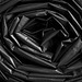A black rose