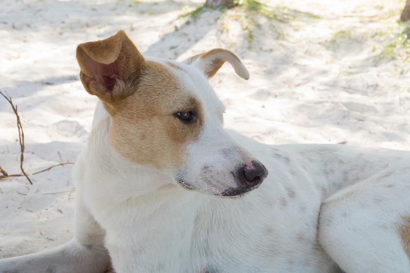 Mauritius Straßenhund DSC08415