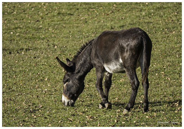 Esel auf der Herbstweide