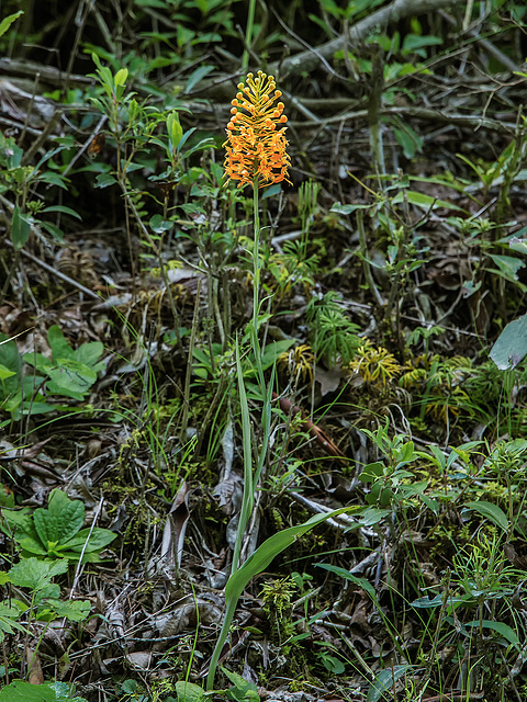 Platanthera ciliaris (Yellow Fringed orchid)