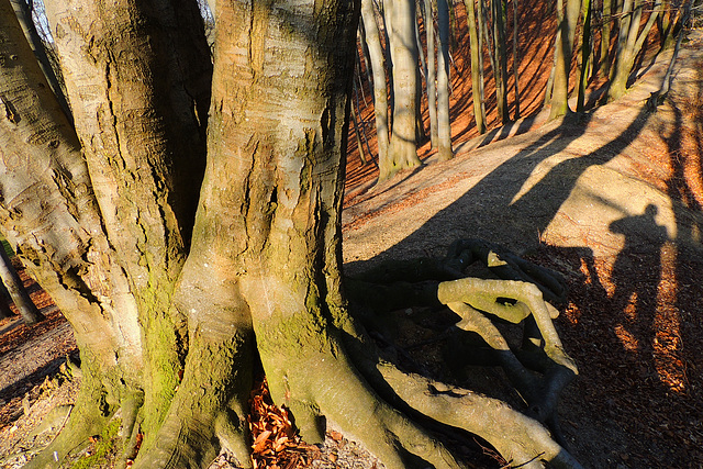 Wood Shadow