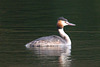 EF7A9657 Great Crested Grebe