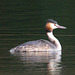 EF7A9657 Great Crested Grebe