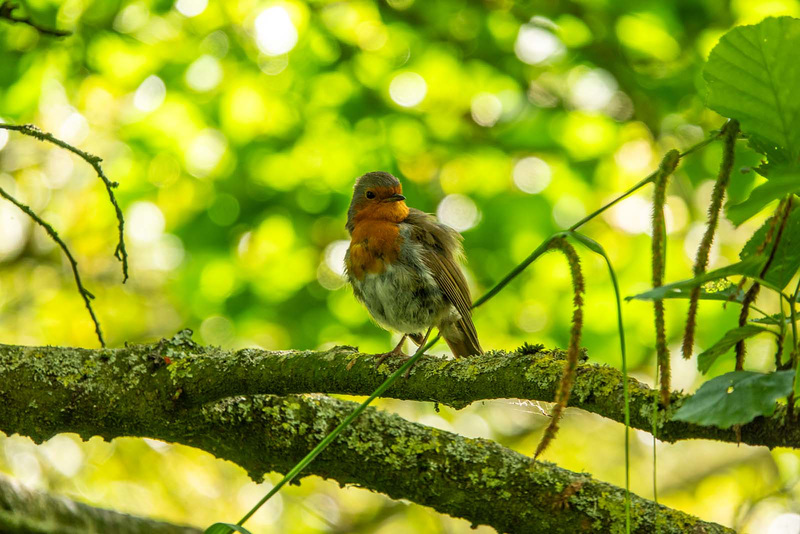 Robin