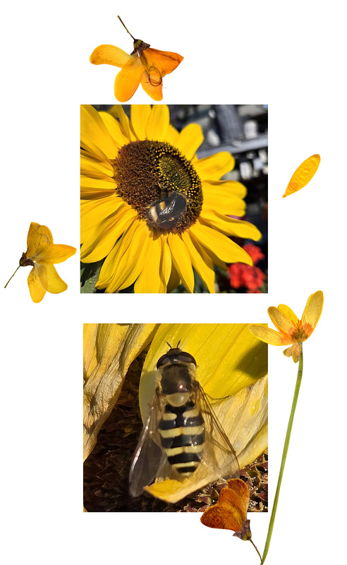 Hummel & Schwebfliege