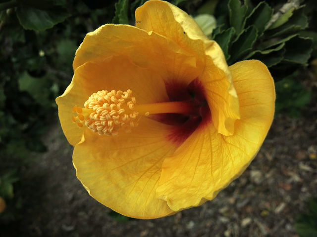 L.A. County Arboretum (0948)