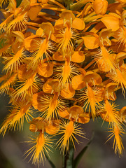 Platanthera ciliaris (Yellow Fringed orchid)