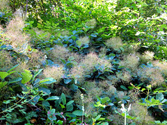 Perückenstrauch (Cotinus coggygria). ©UdoSm