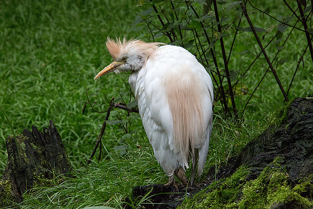 20160812 2225VRAw [D~ST] Kuhreiher, Zoo Rheine