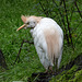 20160812 2225VRAw [D~ST] Kuhreiher, Zoo Rheine