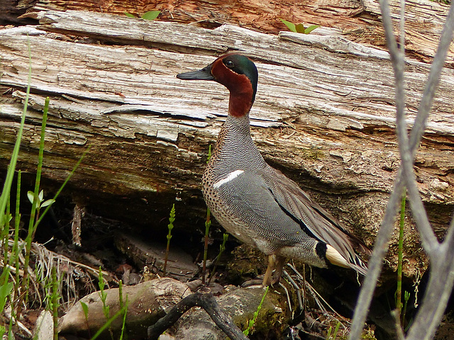 Green-winged Teal male