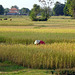 Rice harvest on Don Det, 4 thousand islands , Champasak ,South Laos,