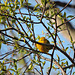 Yellow Warbler