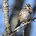 Song Sparrow