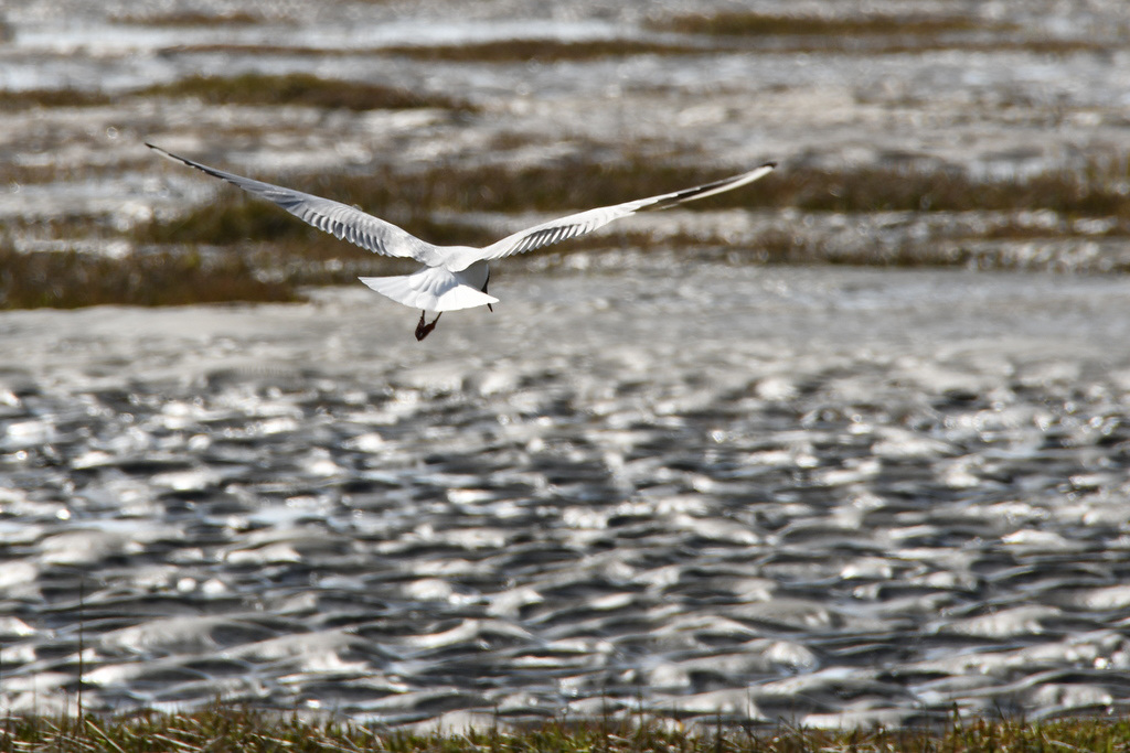 Mouette rieuse