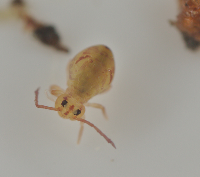 EF7A9809Springtail