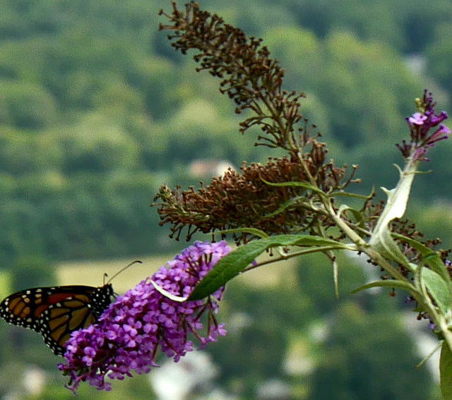 Monarch on the Mountain 2