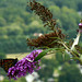 Monarch on the Mountain 2