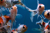 Little Fishies Whizzing Around!!!