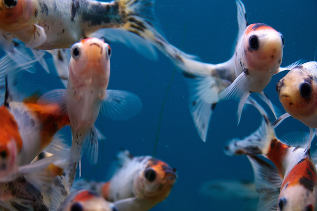Little Fishies Whizzing Around!!!