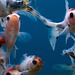 Little Fishies Whizzing Around!!!