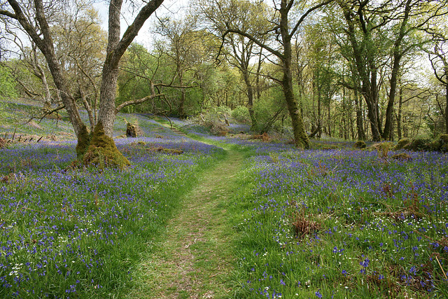 Bluebells In Carstramon Woods