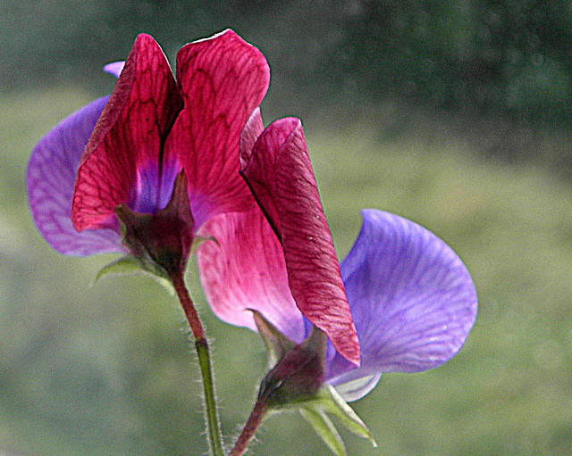 Lathyrus Tricolor