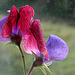 Lathyrus Tricolor