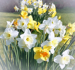 Last of the Daffodils