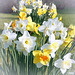 Last of the Daffodils