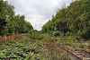 Bahnstrecke Meerbusch-Osterath–Dortmund Süd, verwilderte Gleise auf dem ehem. Bahnhofsgelände Gelsenkirchen-Wattenscheid / 24.09.2022