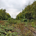 Bahnstrecke Meerbusch-Osterath–Dortmund Süd, verwilderte Gleise auf dem ehem. Bahnhofsgelände Gelsenkirchen-Wattenscheid / 24.09.2022