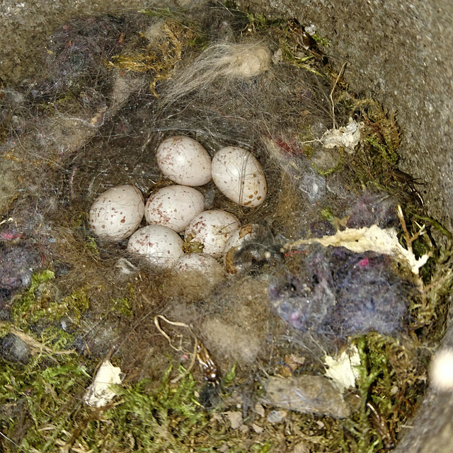 Meisen-Nest