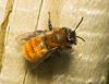 IMG 9341 Bee