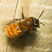 IMG 9341 Bee