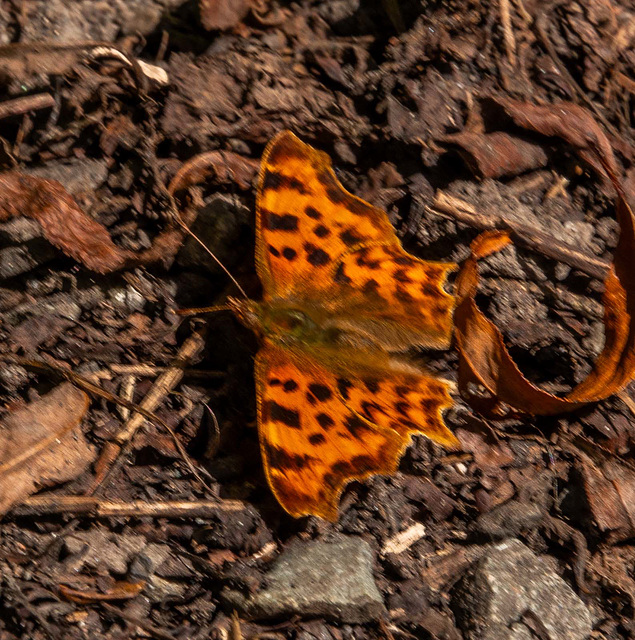 Comma butterfly