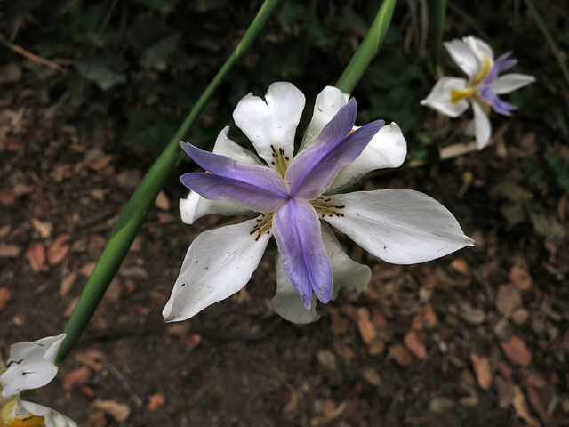 L.A. County Arboretum (0933)